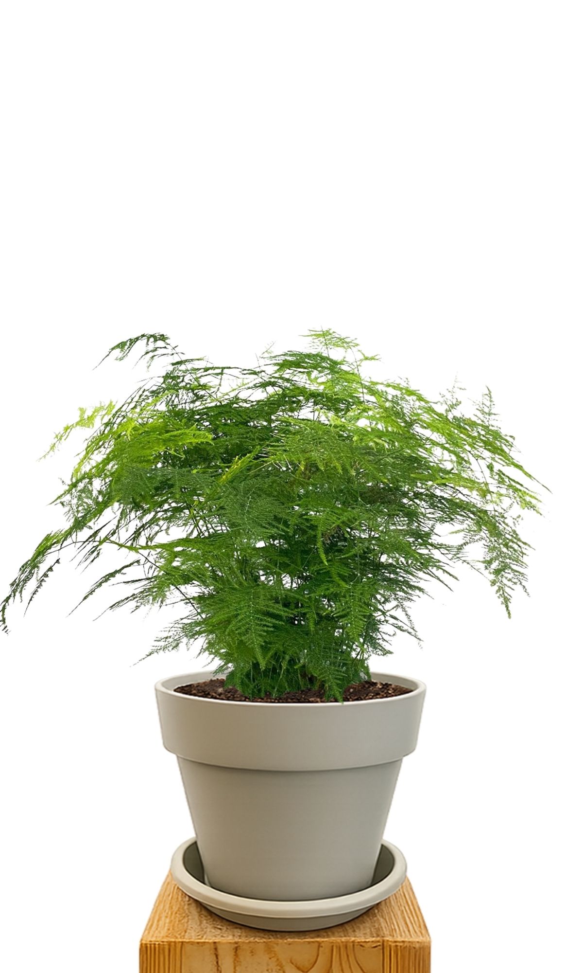 Plant kit 30 Sand